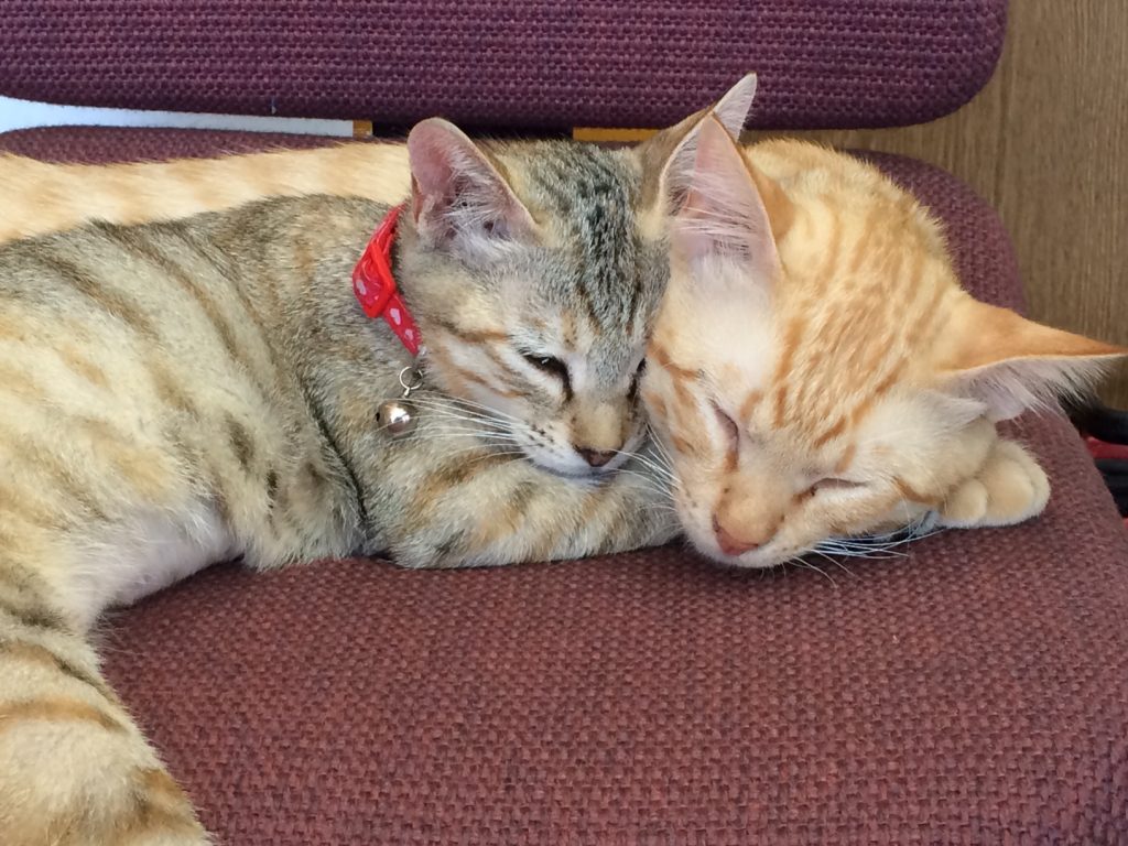 %e3%82%b5%e3%83%ad%e3%83%b3%e7%8c%ab